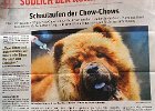 Chow-Chow Spaziergang 2016